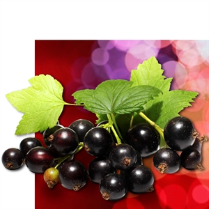 Blackcurrant