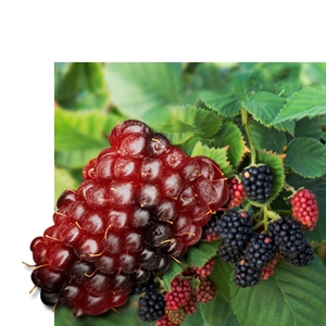 Boysenberry (Boysenbær)