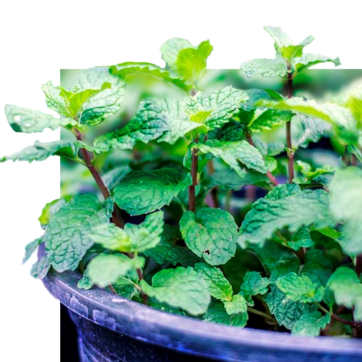 Peppermint